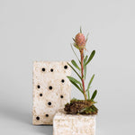 Atuto Ceramic Frog Block Rectangle Square White Patina
